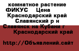 комнатное растение “ФИКУС“ › Цена ­ 2 500 - Краснодарский край, Славянский р-н, Славянск-на-Кубани г.  »    . Краснодарский край